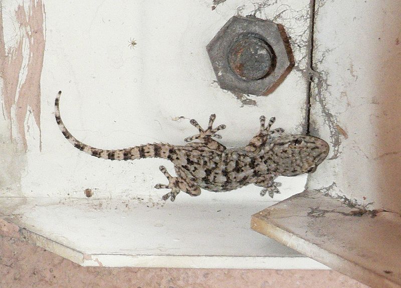 Aziatische huisgekko