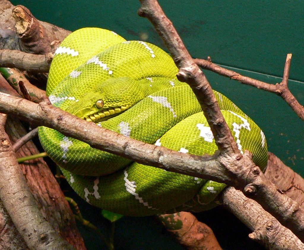 groene hondskopboa