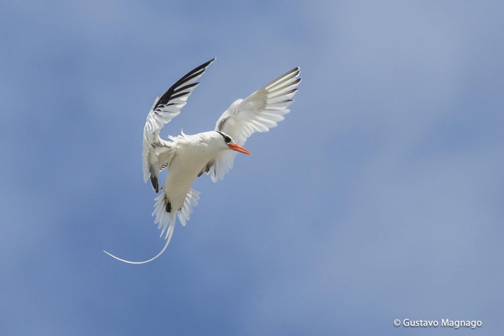 roodsnavelkeerkringvogel (3)