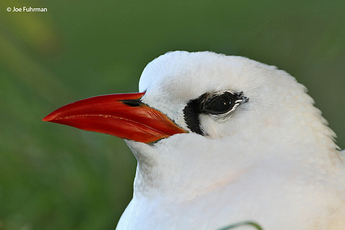 roodstaartkeerkringvogel (1)
