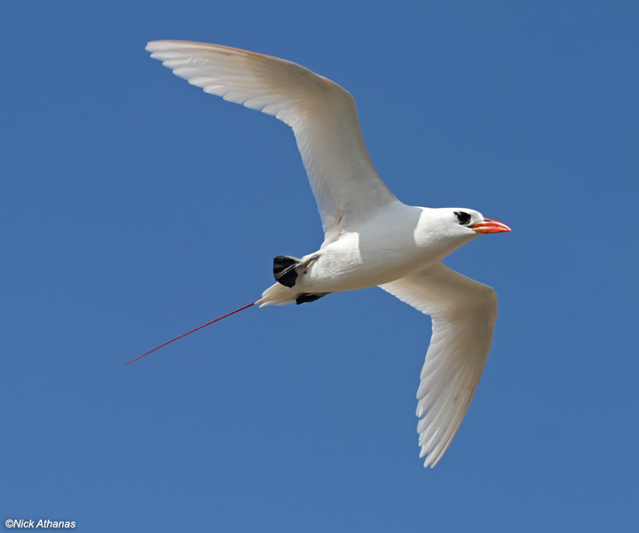 roodstaartkeerkringvogel (4)