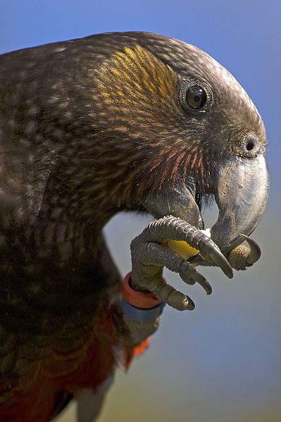 kaka (1)