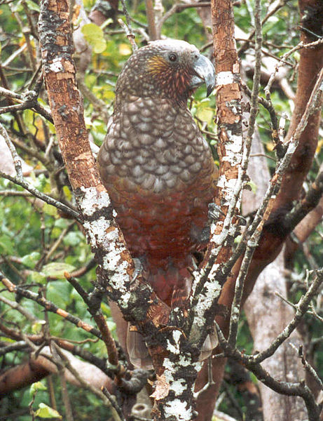 kaka (2)