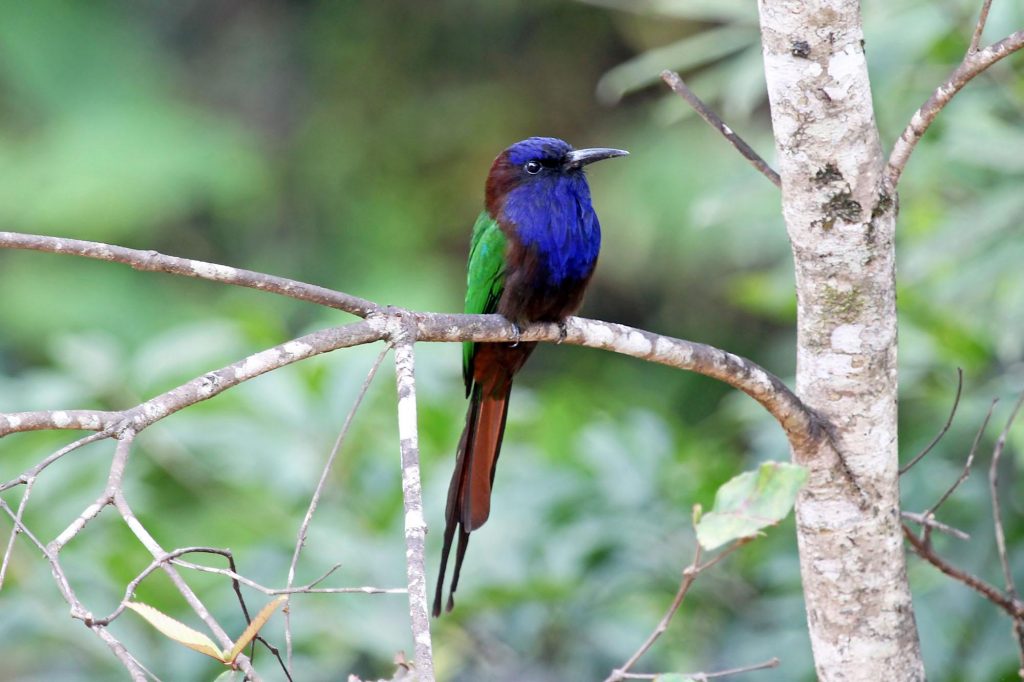 sulawesibijeneter