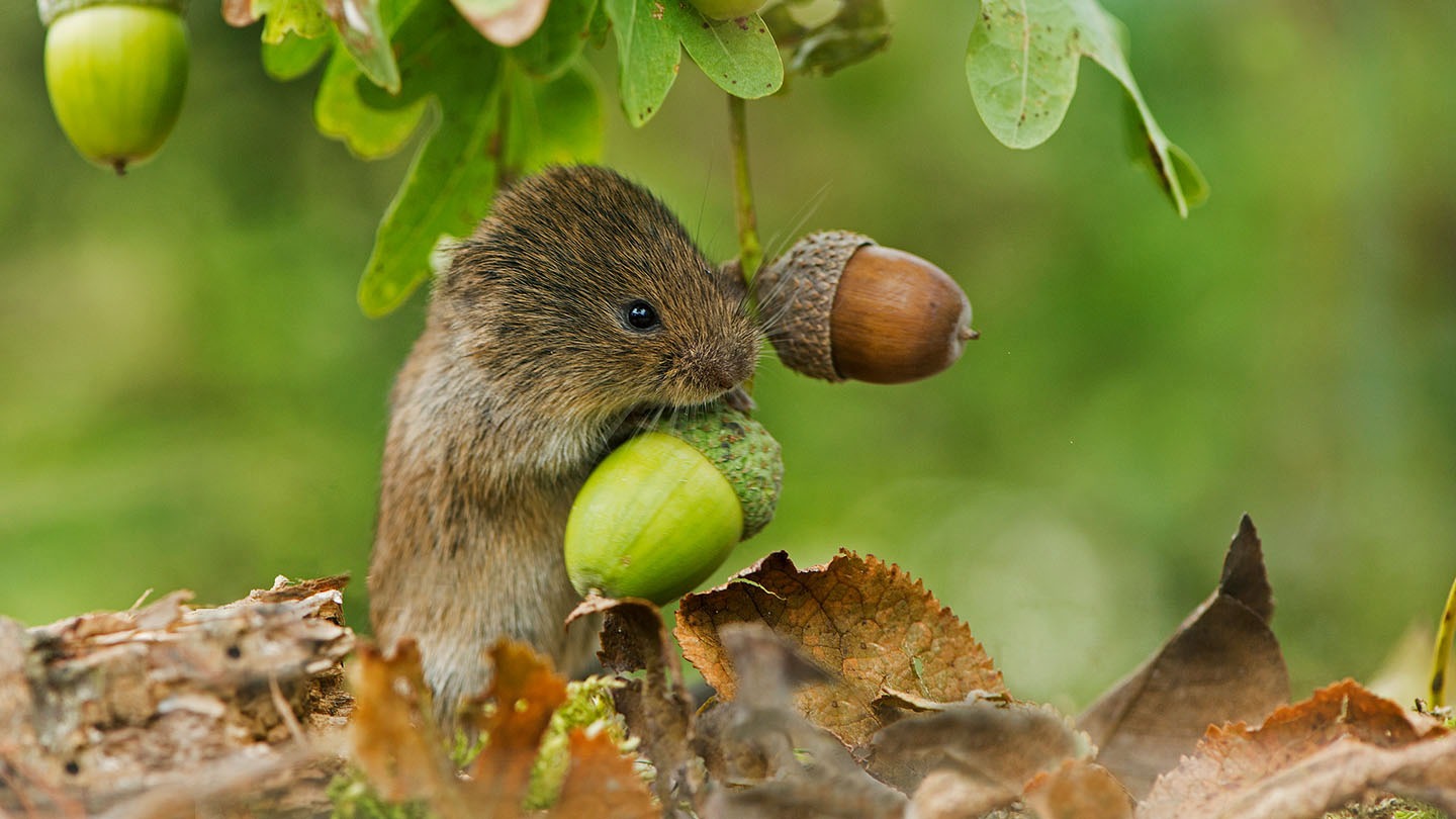 aardmuis-1