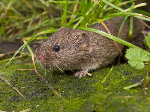 aardmuis-2