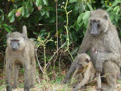 bavianen-4