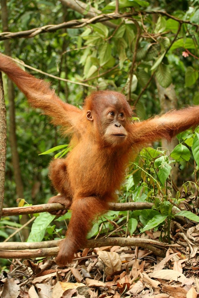 16-daagse rondreis Borneo Sabah's Jungle en West-Maleisië