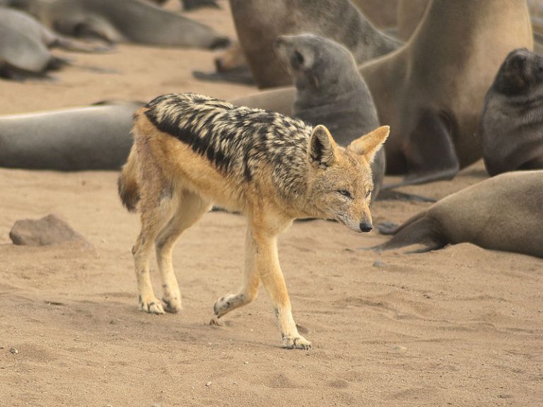 jakhalzen – het diertje van de dag