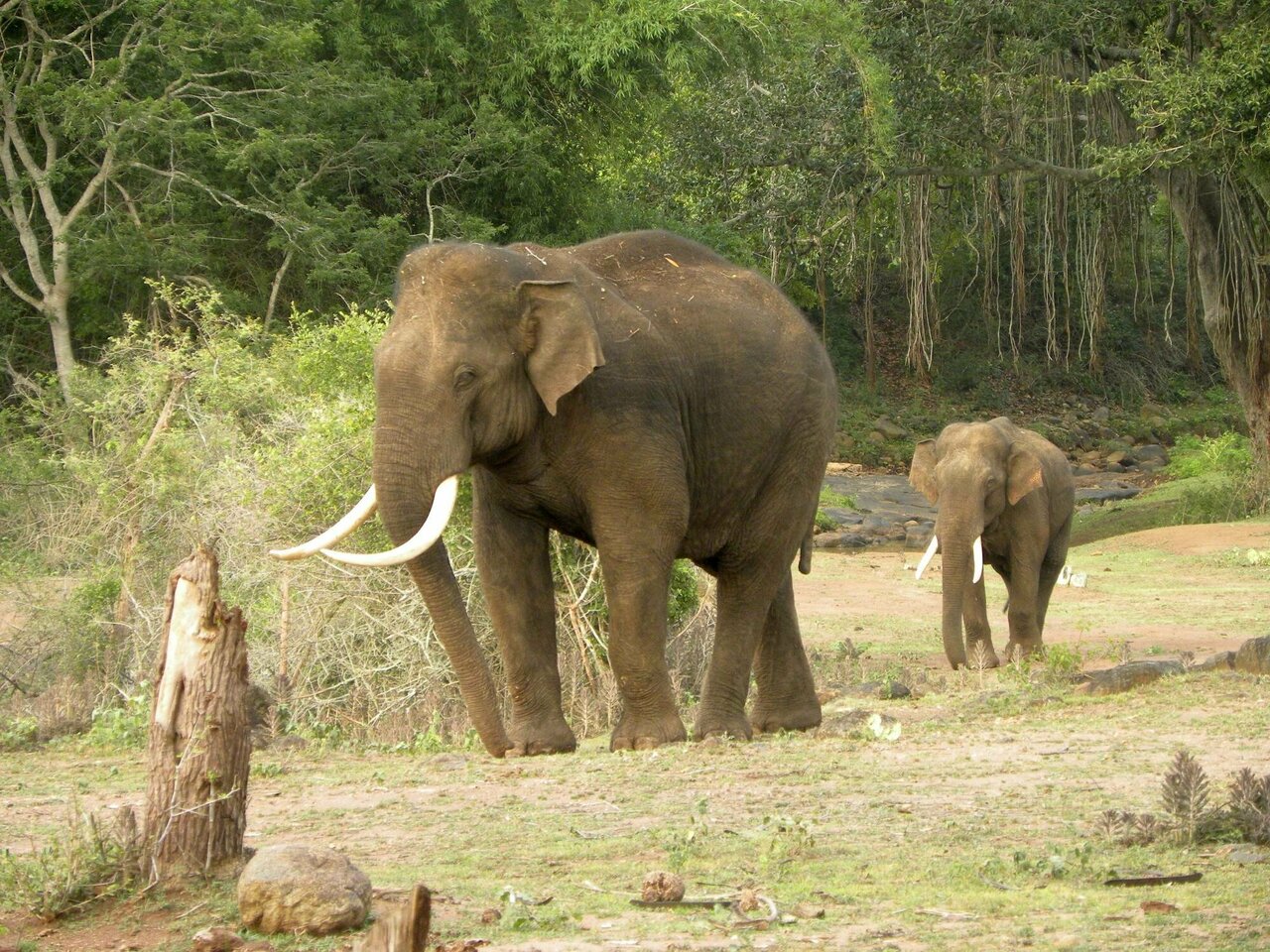 Indische-olifant-1