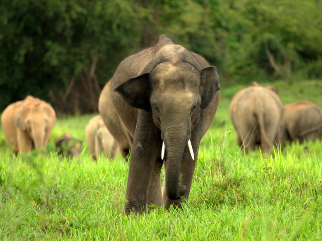 Indische-olifant-2