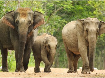 Indische-olifant-3 Indische-olifant-3