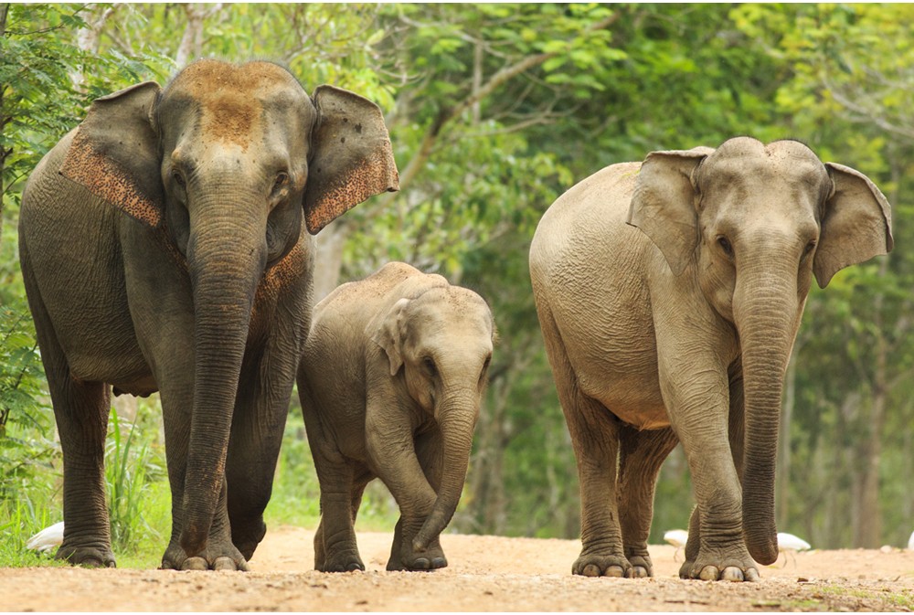 Indische-olifant-3