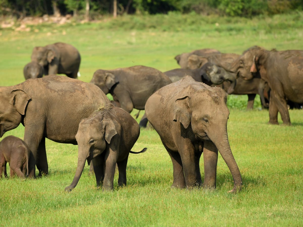 Indische-olifant-4