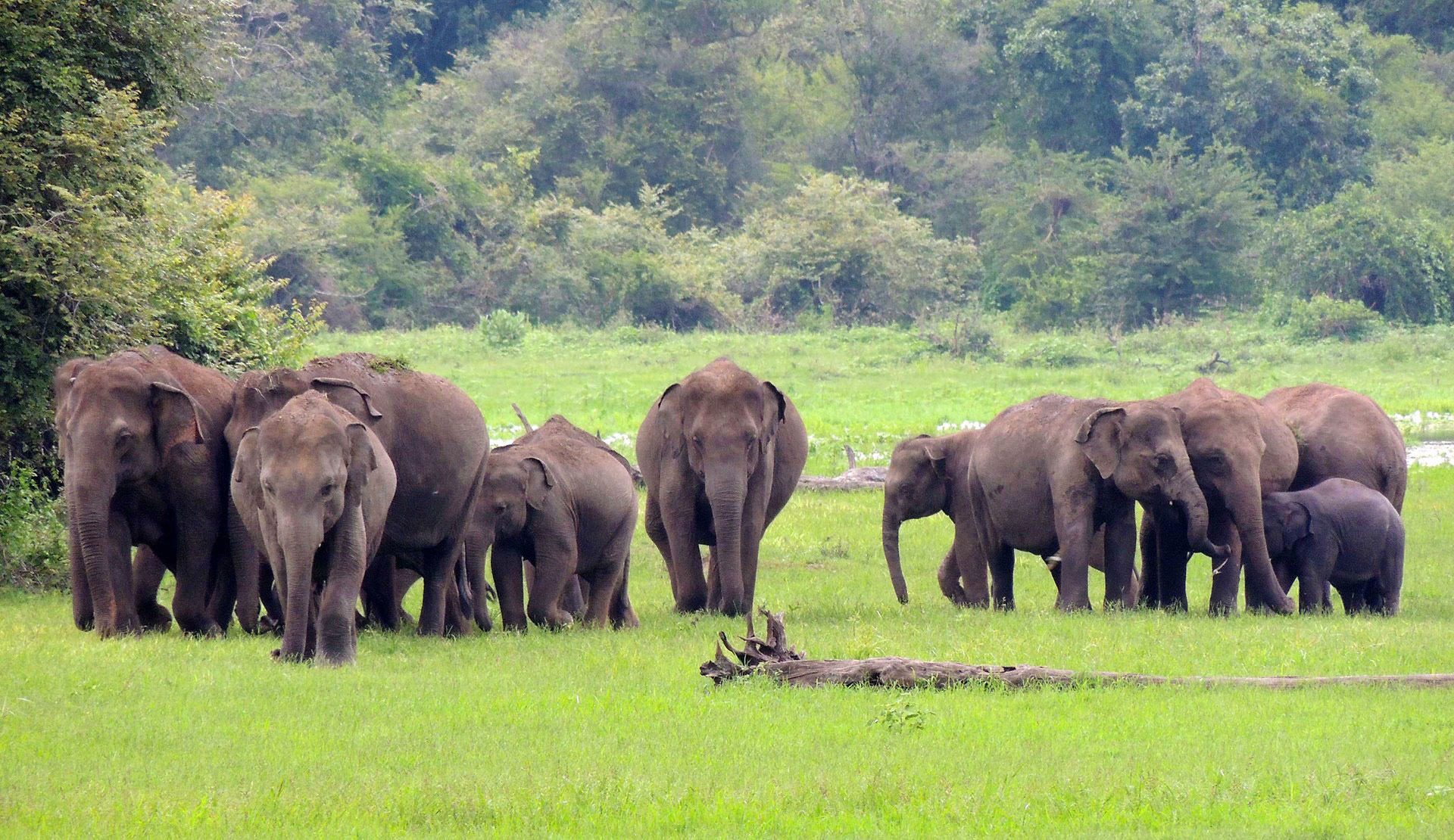 ceylonolifant-1