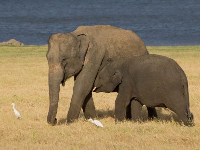 ceylonolifant-2 ceylonolifant-2