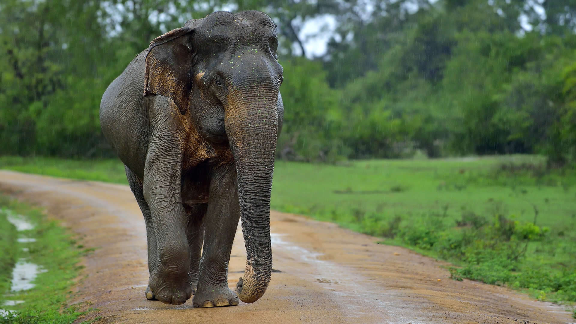 ceylonolifant-3