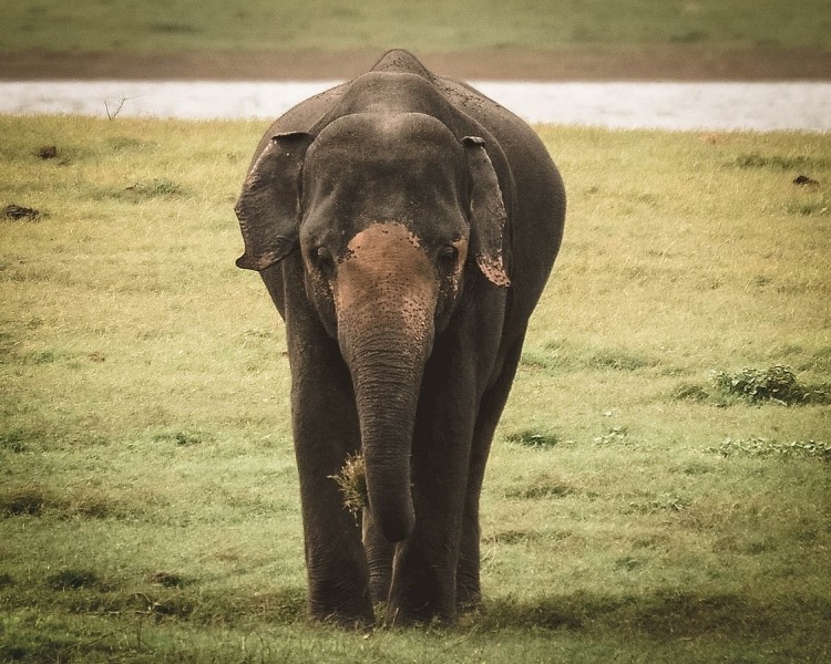 ceylonolifant-4