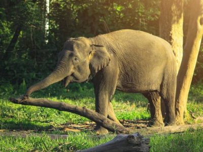 Sumatraanse-olifant-2 The Smile Sumatera Elephant in morning at Conservation Response Unit, Sampoiniet, Aceh Barat